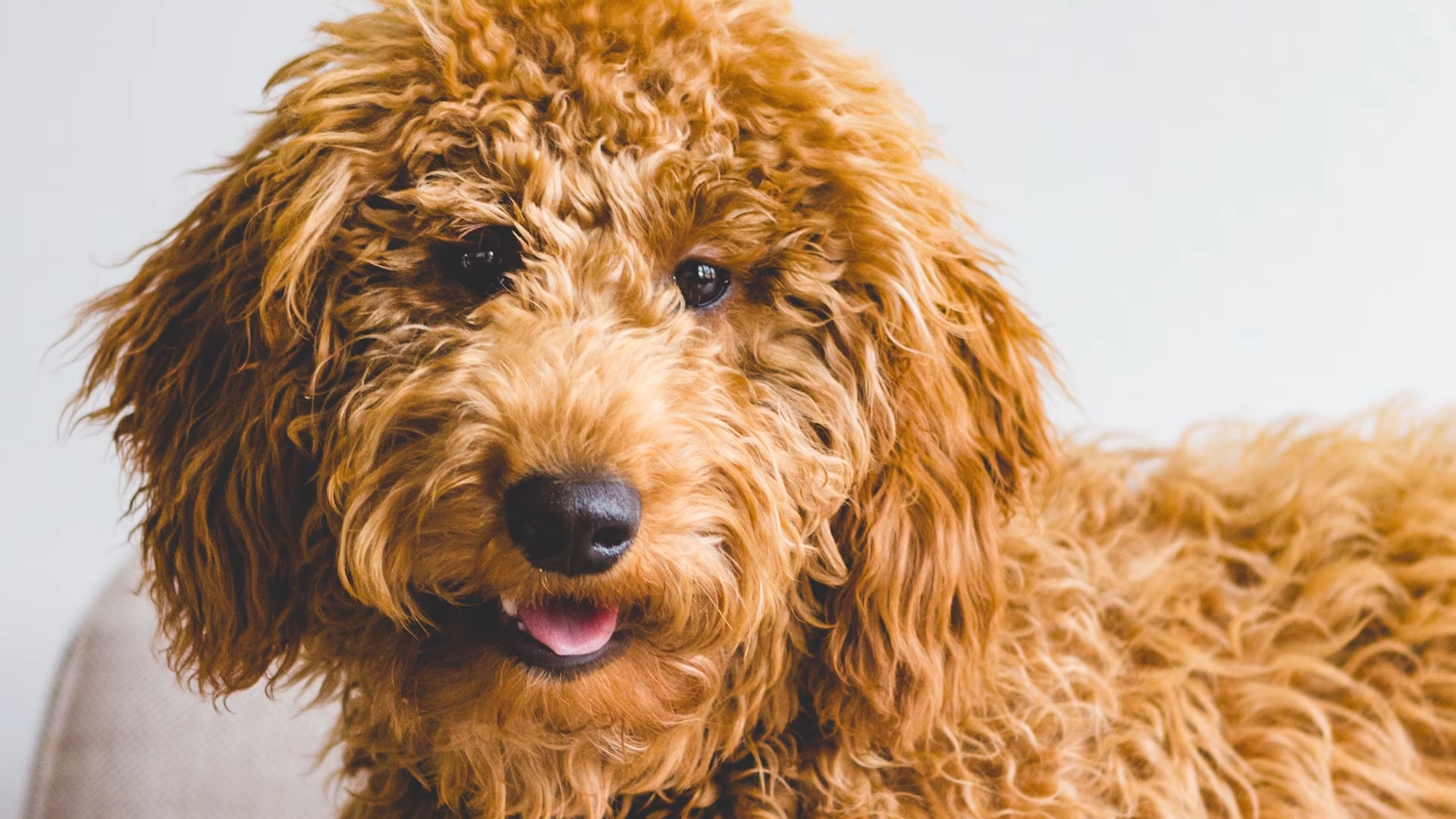 what gender goldendoodle is best for me