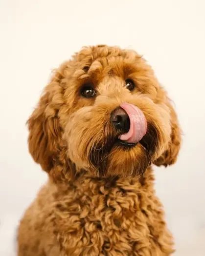 what gender goldendoodle is best for me