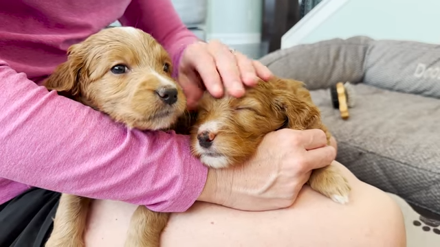 what gender goldendoodle is best for me