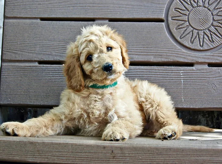 what gender goldendoodle is best for me