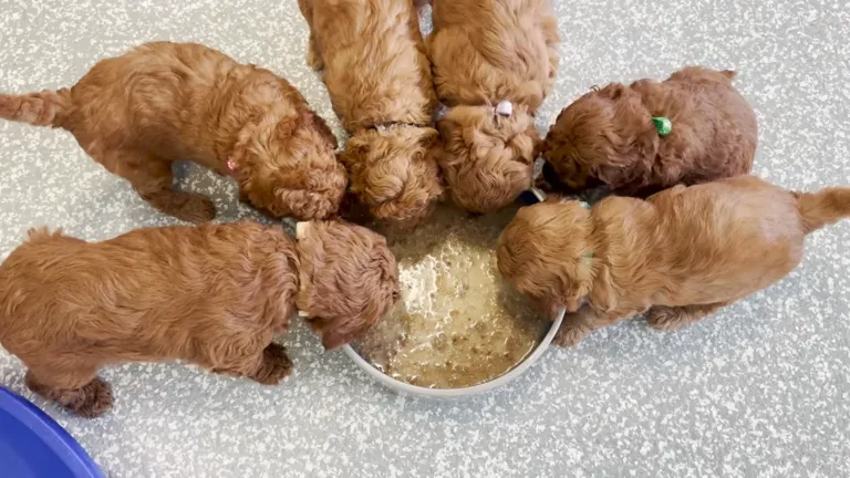 Best Food For Mini Goldendoodles Feeding Guide With Chart